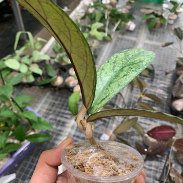 Hoya Sp Waymaja Silver