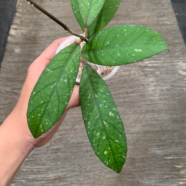 Hoya Sp Aceh Shogun