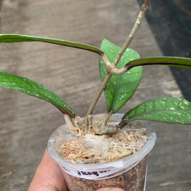 Hoya Sp Aceh Shogun