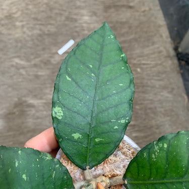 Hoya Mystic Core