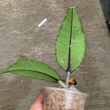 Hoya Mystic Core