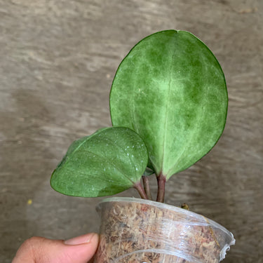 Hoya Sarawak silver