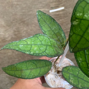 Hoya Clemensiorum sp Borneo