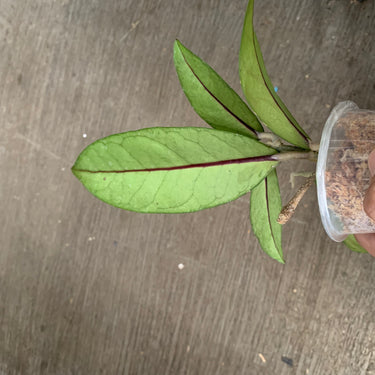Hoya Sp Aceh Gayo Lues
