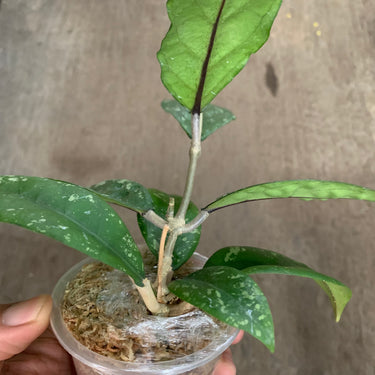Hoya Sp Aceh Air Suri