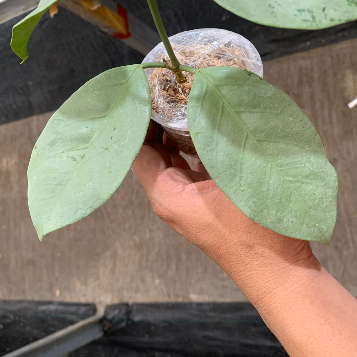 Hoya Coriacea Silver – Plantstop.us