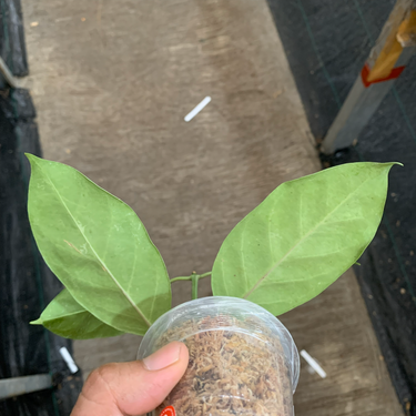 Hoya Coriacea Silver