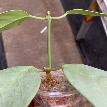 Hoya Coriacea Silver