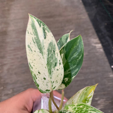 Philodendron Ilsemani Philipine