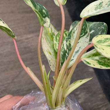 Philodendron Ilsemani Philipine