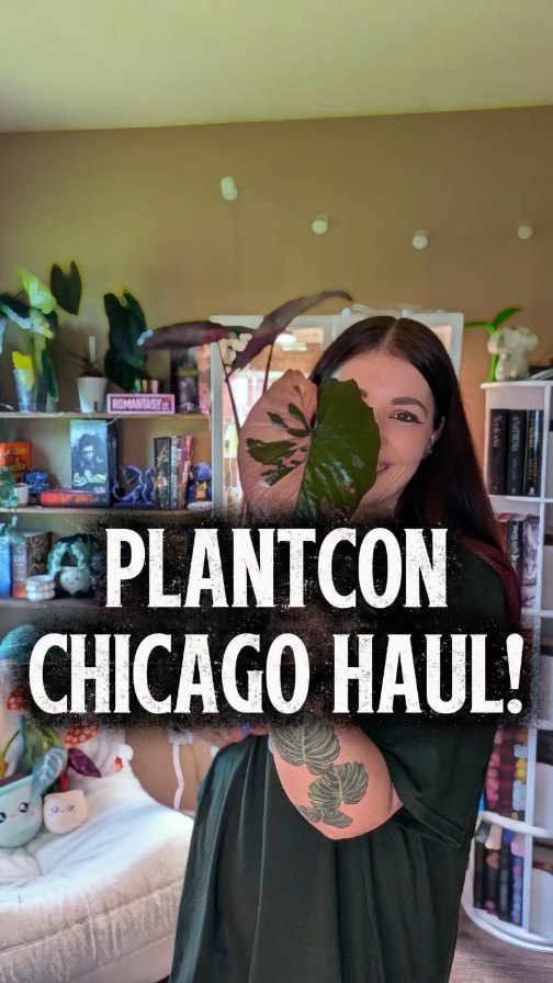 I'd say this @plantcon.intl Chicagohaul is a 10/10 ❤️‍🔥 I've never broughthome this many imports before either! 🤭 🌿Clem Jungle Splash, Kemiri, and Tanggamus high splash from @plant