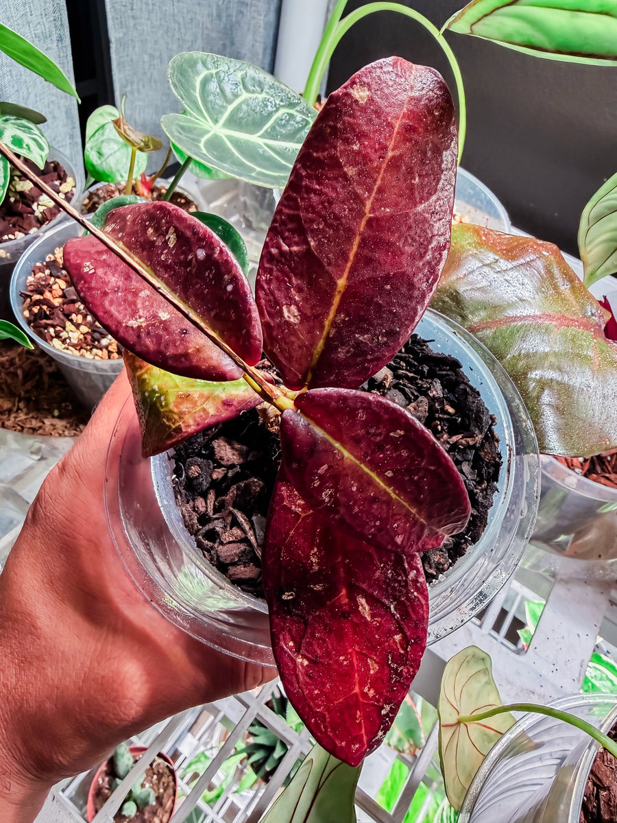 Such a sexy Hoya Buntok Red❤️🪴🌱@plantstop.us had one of the best Hoya selections at a great price