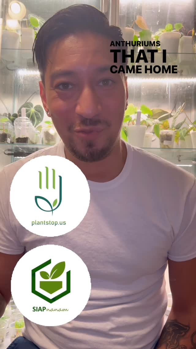 Did someone say variegated anthuriums? Ileft me messing up in the video for your viewing pleasure. 😆Huge thank you to @plantstop.us