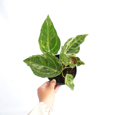 Anthurium Forgetii Variegated