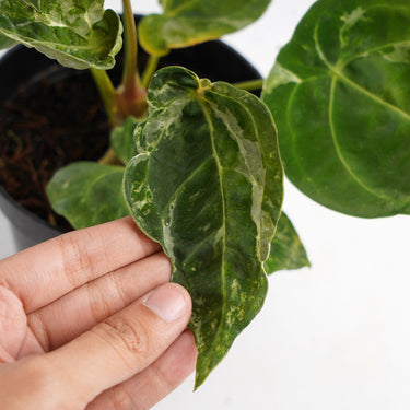 Anthurium Forgetii Variegated