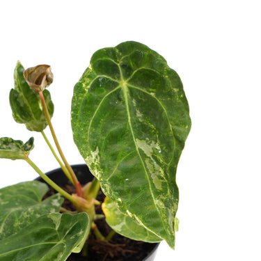 Anthurium Forgetii Variegated