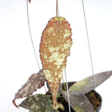 Hoya Caudata Hook
