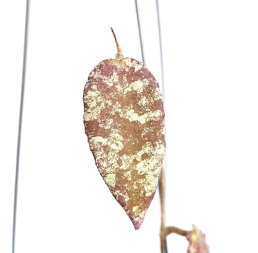 Hoya Caudata Hook