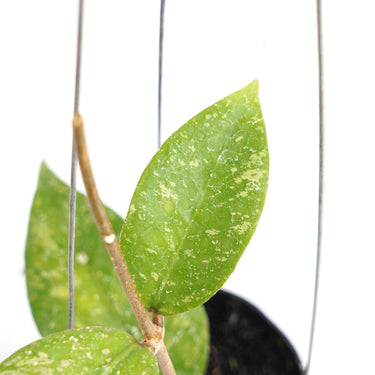 Hoya Aceh AR-22