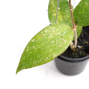 Hoya Aceh AR-22