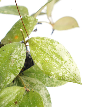 Hoya Waliniana Mentawai