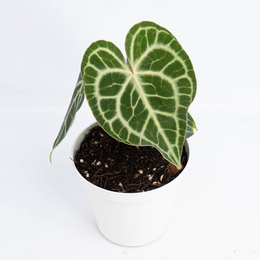 Anthurium Queen Clarinervium (Fresh Import) - Plantstop.us