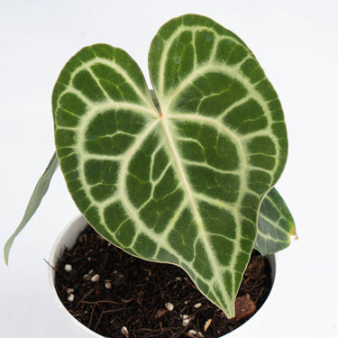 Anthurium Queen Clarinervium (Fresh Import) - Plantstop.us