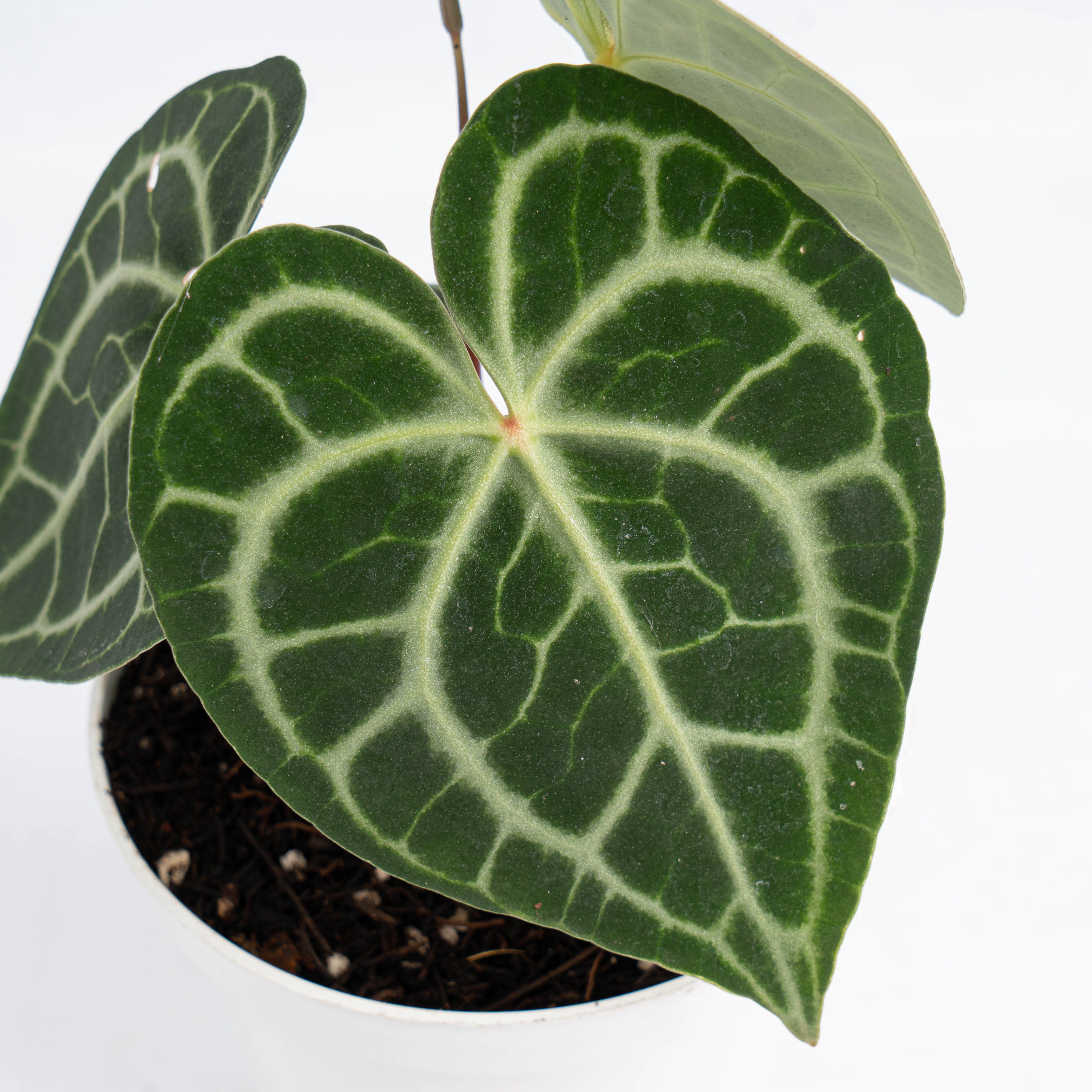 anthurium clarinervium price Anthurium Queen Clarinervium – Plantstop.us