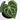 Anthurium Queen Clarinervium (Fresh Import) - Plantstop.us