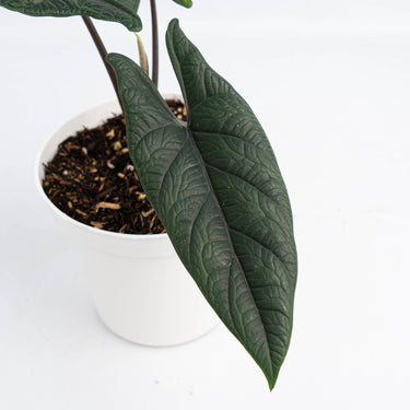 Alocasia Scalfrum (Fresh Import) - Plantstop.us