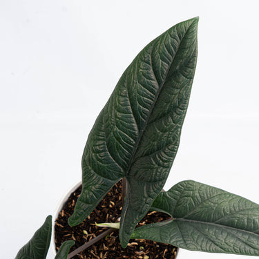 Alocasia Scalfrum (Fresh Import) - Plantstop.us