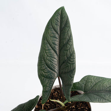 Alocasia Scalfrum (Fresh Import) - Plantstop.us