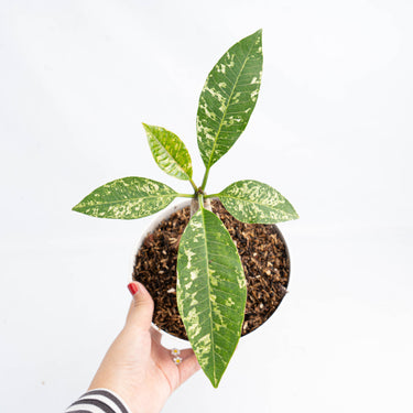 Plumeria Rubra 'Maya' Variegated (Fresh Import) - Plantstop.us