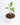 Plumeria Rubra 'Maya' Variegated (Fresh Import) - Plantstop.us