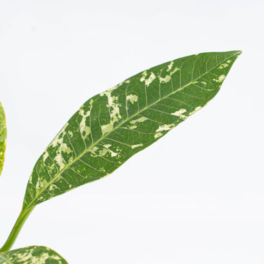 Plumeria Rubra 'Maya' Variegated (Fresh Import) - Plantstop.us