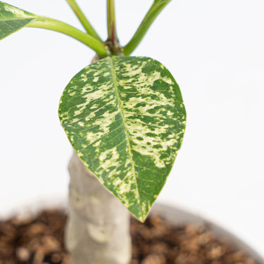 Plumeria Rubra 'Maya' Variegated