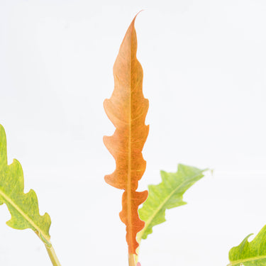 Philodendron Ring of Fire x Golden Saw (Fresh Import) - Plantstop.us