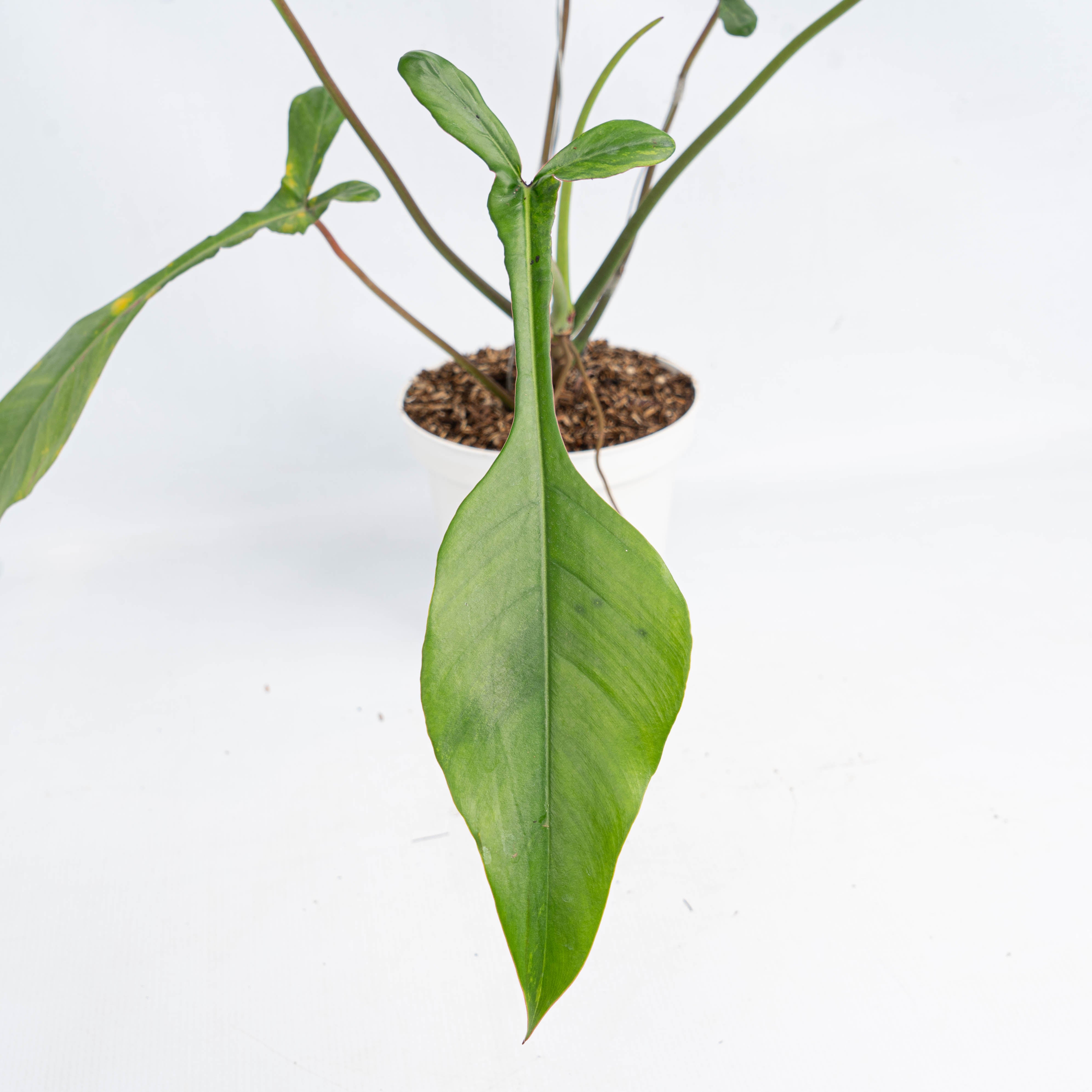 philodendron 69686 vs joepii Philodendron Joepii