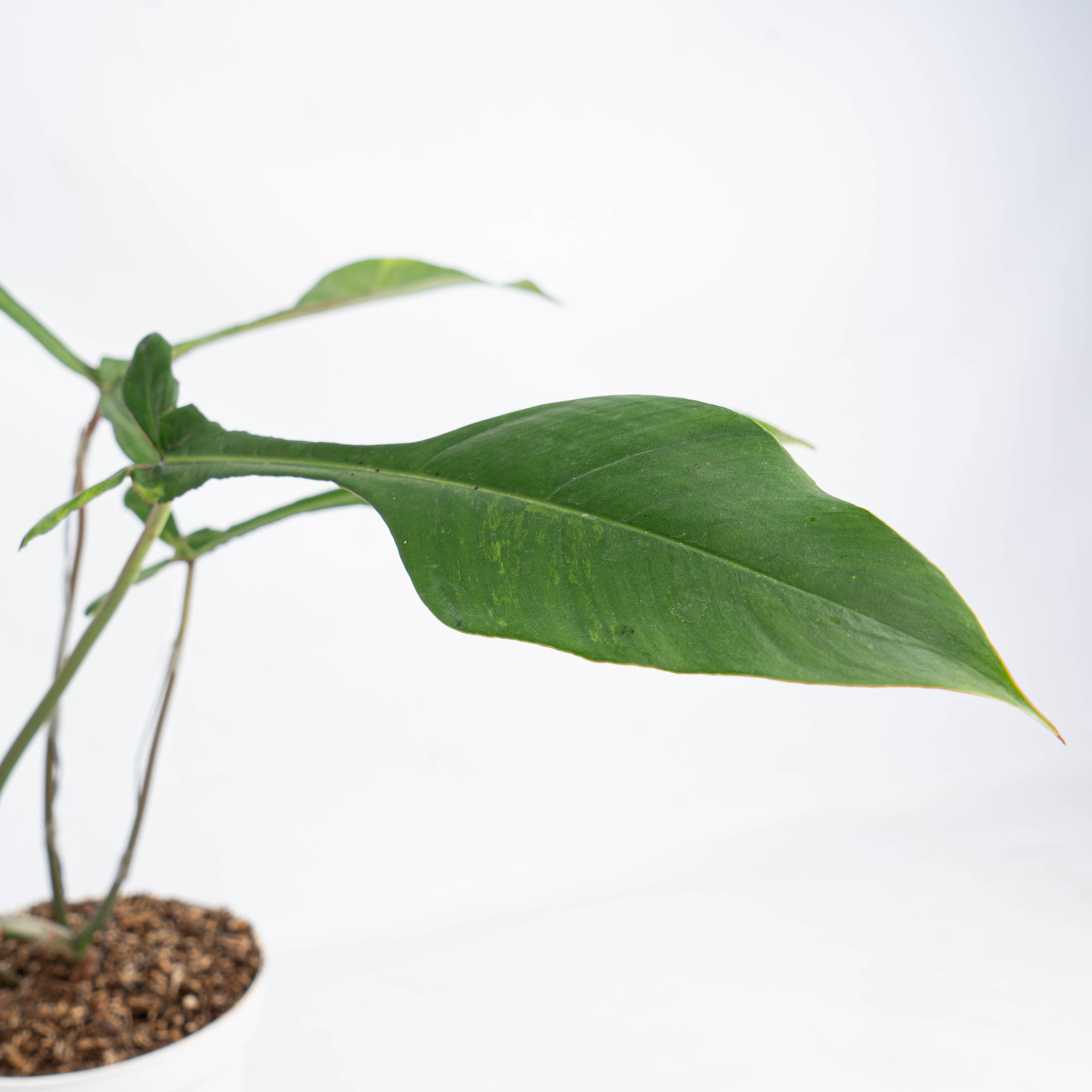 philodendron import Philodendron Joepii