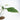 Philodendron Joepii (Fresh Import) - Plantstop.us