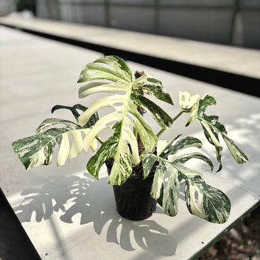 Monstera Albo White Tiger - Mature Size