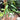 Monstera Burlemarx Flame