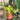 PS10-01 Anthurium Veitchii Variegated