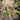 Philodendron Dark Lord Variegated