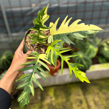Philodendron Florida Beauty x Tortum Variegated