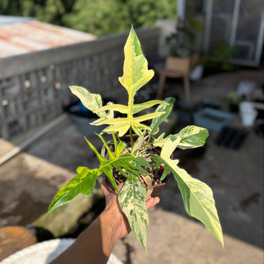 Philodendron Florida Beauty x Tortum Variegated