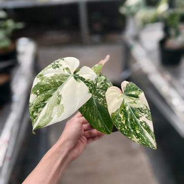 Philodendron Gloriosum Tricolor Variegated