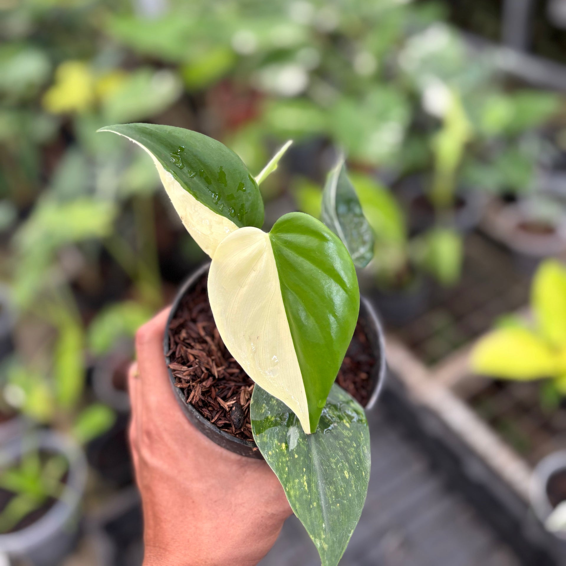 black gold superba snake plant BubbleBlooms Black Gold Snakeplant, Green and Yellow Snake Plant,  Variegated Sansevieria trifasciata main image 1