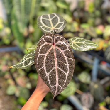 Ps10-08 Michelle Tortoise Grey x King Of Spades
