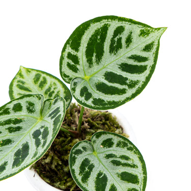 Anthurium silver blush
